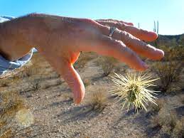 I didn't know cactuses bloomed: 10 Things You Need To Know About Jumping Cholla