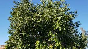 Maybe you would like to learn more about one of these? Mature Jamun Java Plum Tree In Phoenix Youtube