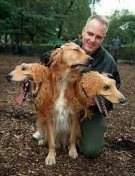 The Top Costume Builds On The Internet Pet Halloween Costumes Golden Retriever Halloween Costume Dog Halloween