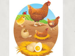 Identify the life cycle being complete when the animal is a frog and incomplete when the. Chicken Life Cycle Free Games Online For Kids In 1st Grade By Academic Tech