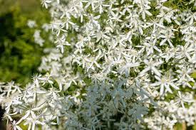 Sweet autumn clematis growth rate. Sweet Autumn Clematis Plant Care Growing Guide