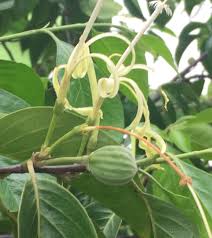 Image result for Turraea wakefieldii