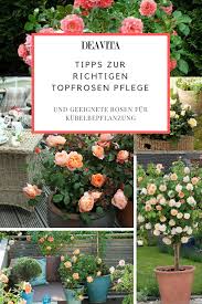 Rosen Im Kubel Sehen Fabelhaft Aus Und Konnen Im Handumdrehen Eine Terrasse Einen Balkon Einen Innenhof Oder Eine Einfahrt Rosen Pflegen Rosenpflege Pflanzen