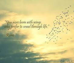 Beautiful Quote By Rumi Qirat Rais You Were Born With Wings Beauty Video Ideas Beautiful Quotes Beauty Creatures