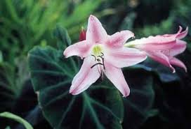 Image result for Crinum walteri