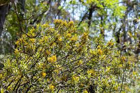 Image result for Englerina woodfordioides