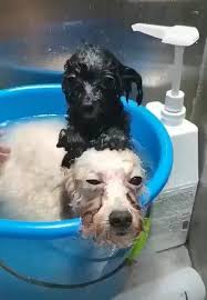 Relax Let Me Just Rub Your Head Video In 2021 Animals Beautiful Funny Animals Cute Animals