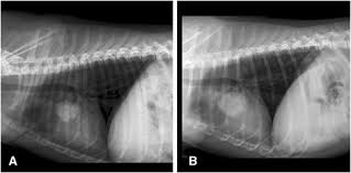 The goal is to spot the clinical signs of the condition as soon as possible to give your pet the best chance of survival. A Canine Patient With Lung Cancer Treated With Metronomic Chemotherapy Download Scientific Diagram