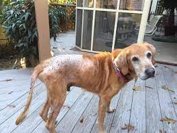 Just like people, dogs can suffer from stress too, and if your dog is a particularly worrisome pet or is exposed to a high level of stress for a prolonged period of the coat will begin to grow back normally when the cause of the stress is removed and the dog gets back on an even keel. Causes Natural Remedies For Hair Loss In Dogs Ask Ariel