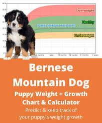 Pets' energy (calorie) needs to maintain a healthy weight for their life stage depends upon several factors. Bernese Mountain Dog Weight Growth Chart 2021 How Heavy Will My Bernese Mountain Dog Weigh The Goody Pet