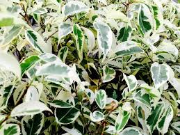 Image result for Commelina purpurea