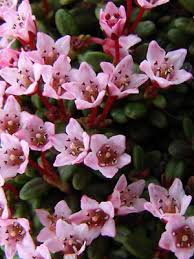 Image result for Galenia procumbens