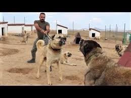 60 tane kangal kopeginin arasina girdik sivasin aslanlari kangal kopekleri turkish kangal dogs youtube