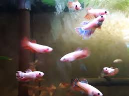 3 Crown Tail Female Betta Fish Sorority 3 Pack Betta Fish Betta Beautiful Fish