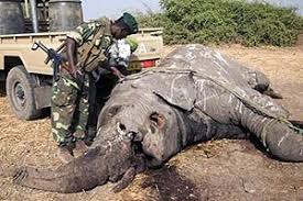 Remember that white gold jewelry isn't made of only pure gold. Ivory White Gold Worth Steemit