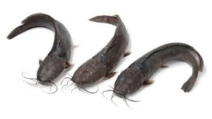Ikan lele merupakan salah satu ikan yang termasuk dalam ordo siluriformes. Cantik Banget Lele Barbie Ikan Lele Dengan Kulit Berwarna Pink