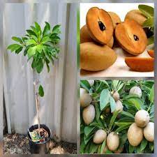 Dwarf fruit tree nursery perth. Leeming Fruit Trees Home Facebook