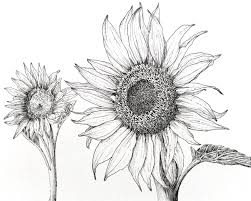 Drawing flowers and leaves that you came up with yourself; How To Draw Any Flower With Pen Ink Ran Art Blog
