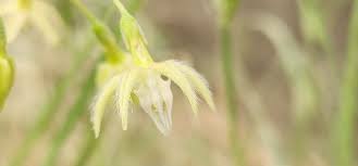 Image result for Pergularia