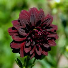 Dahlia Arabian Night Bulbs On Sale Black Flowers Rustic Wedding Flowers White Flowering Shrubs