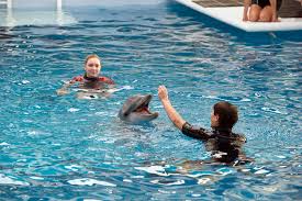 Thankfully, netflix is full of movies for animal lovers. Dolphin Tale 2 A Sequel About A Search The New York Times