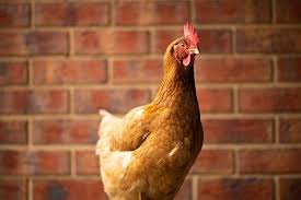 And how do chickens make eggs? How Often Do Chickens Lay Eggs Egg Production Explained Chickens And More