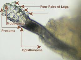Image result for Demodex folliculorum