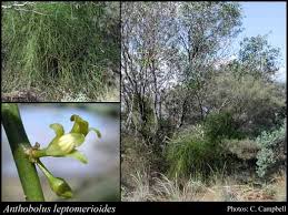 Image result for Pentarhopalopilia umbellulata