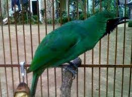 Mengenal Jenis Dan Ciri Cucak Ijo Banyuwangi Harga Dan Suara