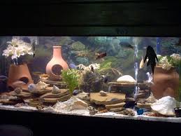 Maybe you would like to learn more about one of these? Cool Fish Tank Decoration Ideas Diy Aquarium Decor 10 Homemade Fish Tank Decoration Ideas For A Freshwater Aquarium