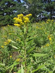 Image result for Solidago