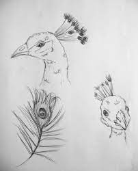 Peacock Sketch Peacock Drawing Animal Sketches Drawings