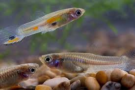 Pin On Aquarium Knowledge