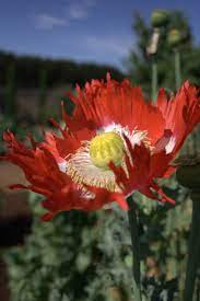 How to grow california poppies from seed. How To Plant Poppies Lambley Nursery