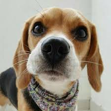 They Are A Good Size Small But Not Too Small Beaglesfacts Cute Beagles Easiest Dogs To Train Beagle Puppy