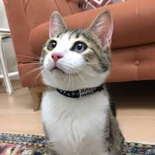 kediler icin metal kunye tasma seti sallanmayan tasma sallanmayantasma