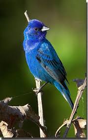 The Biology Of Indigo Beautiful Birds Backyard Birds Wild Birds