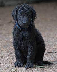 This breeder is a member of. Best Dog Toys For Curly Coated Retriever Curly Coated Retriever Dogs Retriever