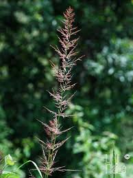 Image result for Eragrostis japonica