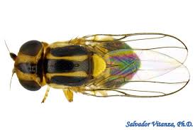 Image result for Mitrasacmopsis