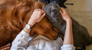 Colorado based animal rescue shelter assisting in saving homeless dogs and cats. The Top Three Animal Shelters In Colorado Springs The Faricy Boys