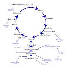 Krebs Citric Acid Cycle The Final Common Pathway For The Download Scientific Diagram