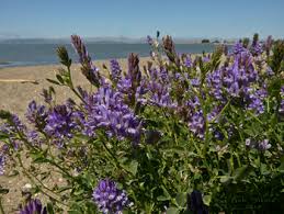 Image result for Medicago sativa