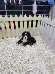 1 kedi 1 kopek hayvan bilgilendirme ve sahiplendirme ilanlari bernese dag kopegi kopek hayvan