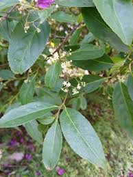 Image result for Gymnosporia buchananii