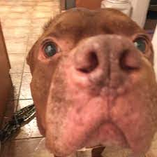 Maybe you would like to learn more about one of these? Project Precious Rescue Inc Home Facebook
