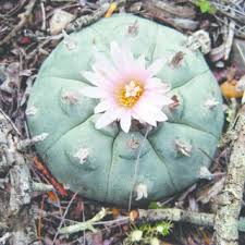 The peyote cactus needs a dry desert climate where it gets only a speck of moisture a couple of times per year. Example Of Pomada De Peyote As Sold On The In Ternet Download Scientific Diagram