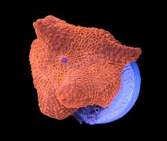 AO Deadpool Mushroom – Aquatic Oasis ...