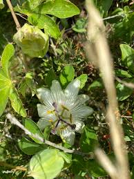 Image result for Passiflora caerulea