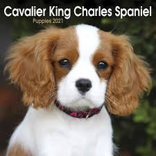 Check spelling or type a new query. Cavalier King Charles Spaniel Puppies Mini Calendar 2021 At Calendar Club